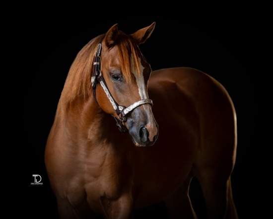 LISA MAUZERALL September 2025 yearlings & babies